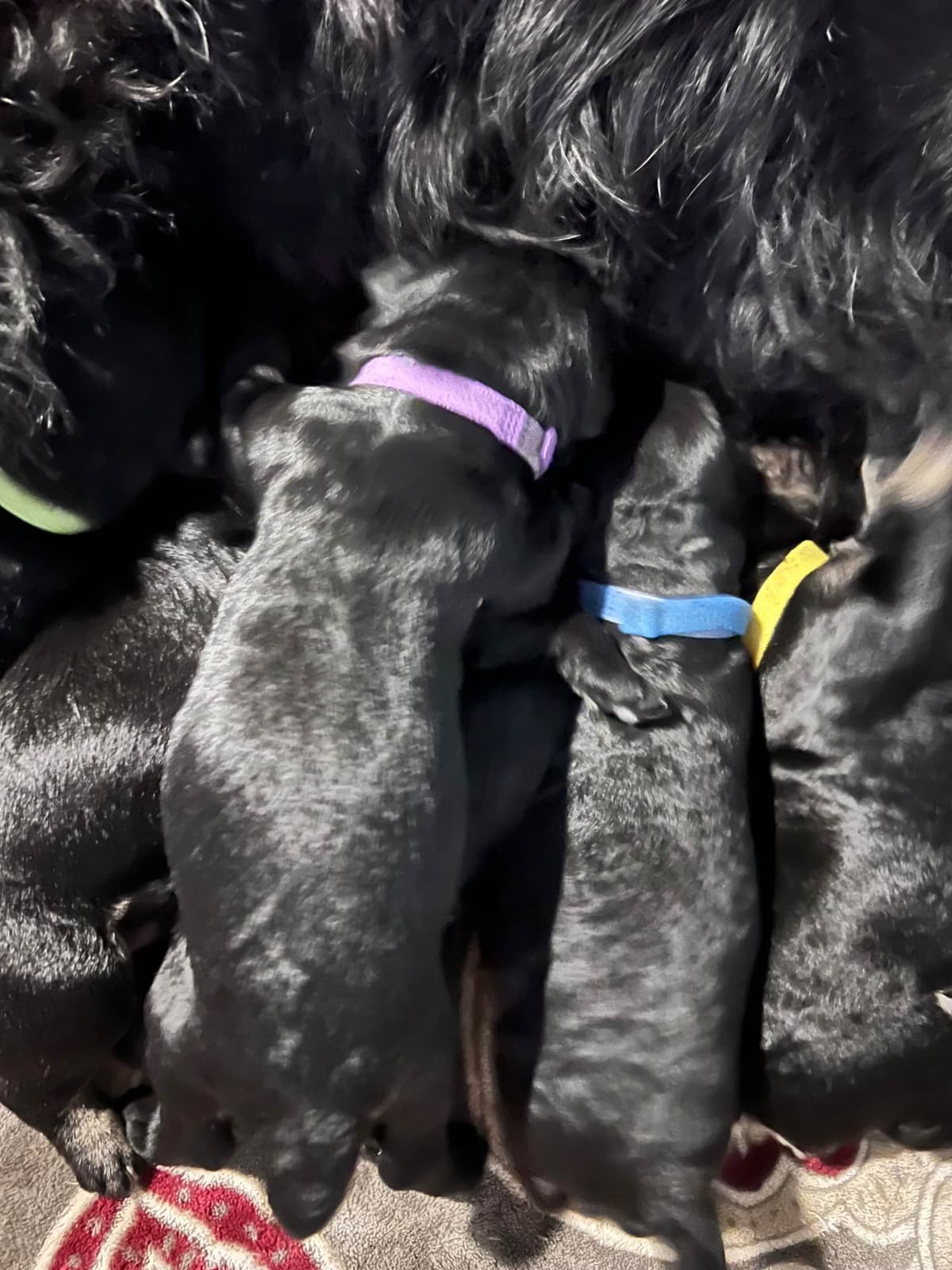 Giant Schnauzer Puppies breeder image 12