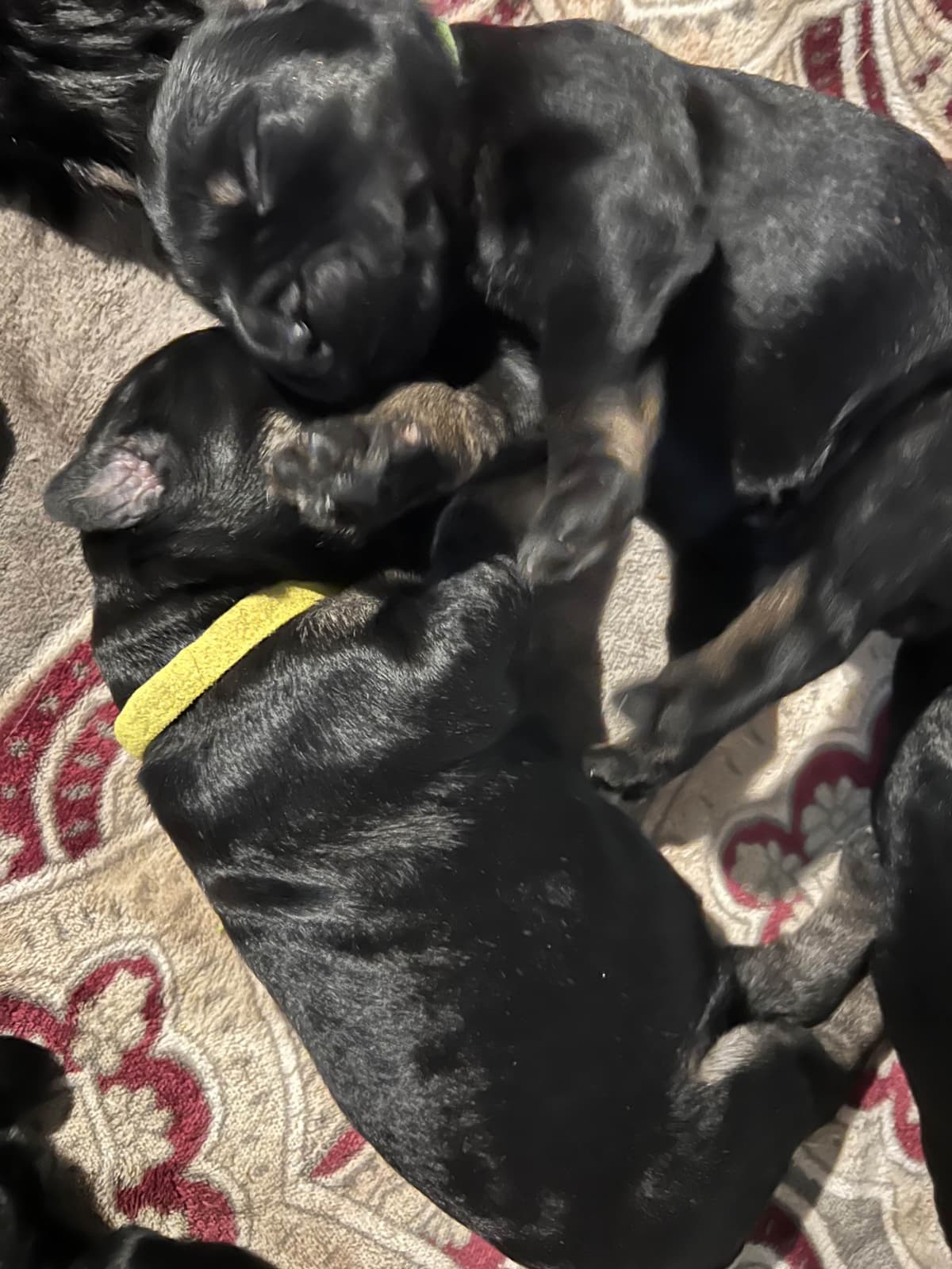 Giant Schnauzer Puppies breeder image 13