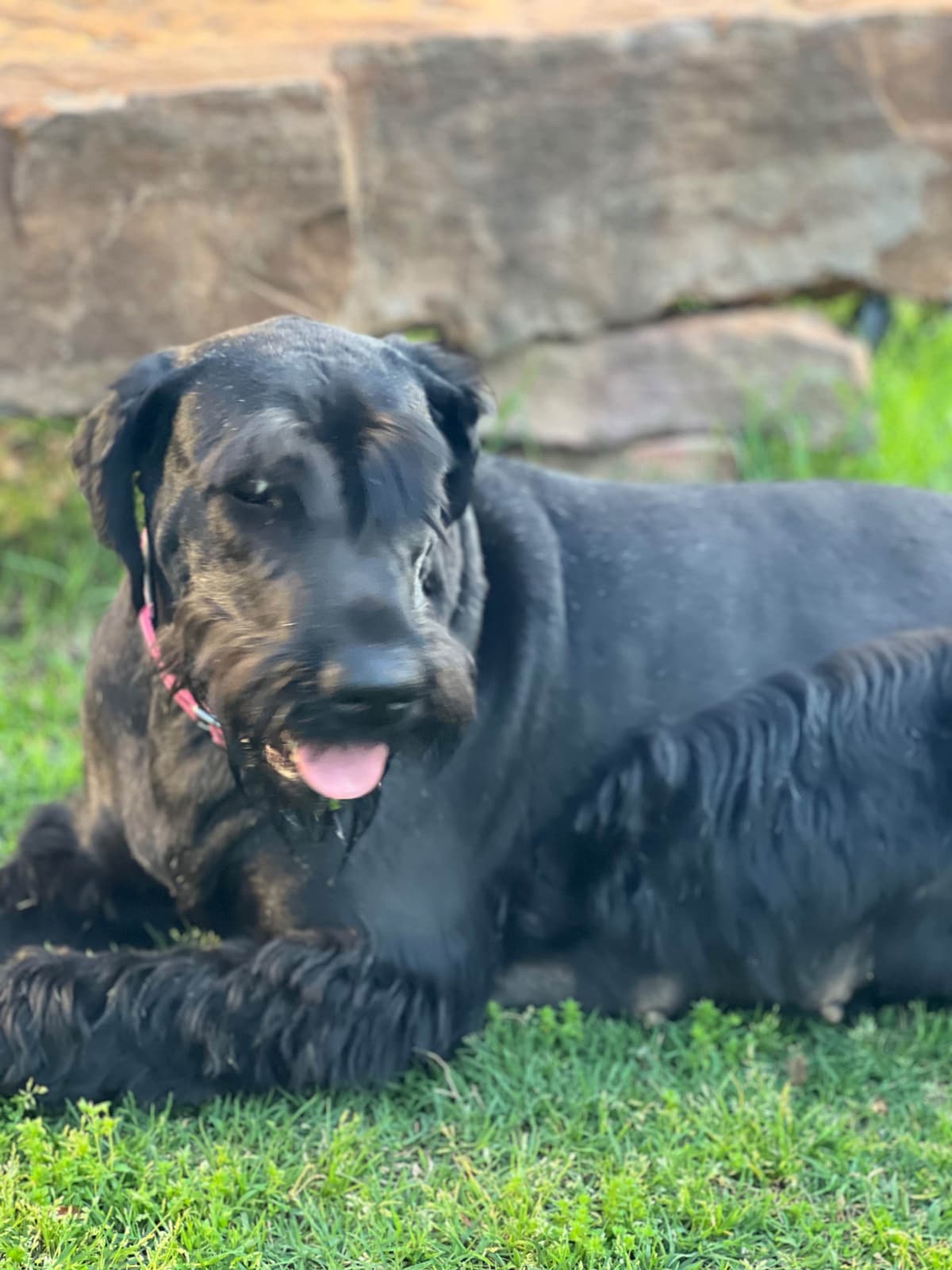 Giant Schnauzer Puppies breeder image 14