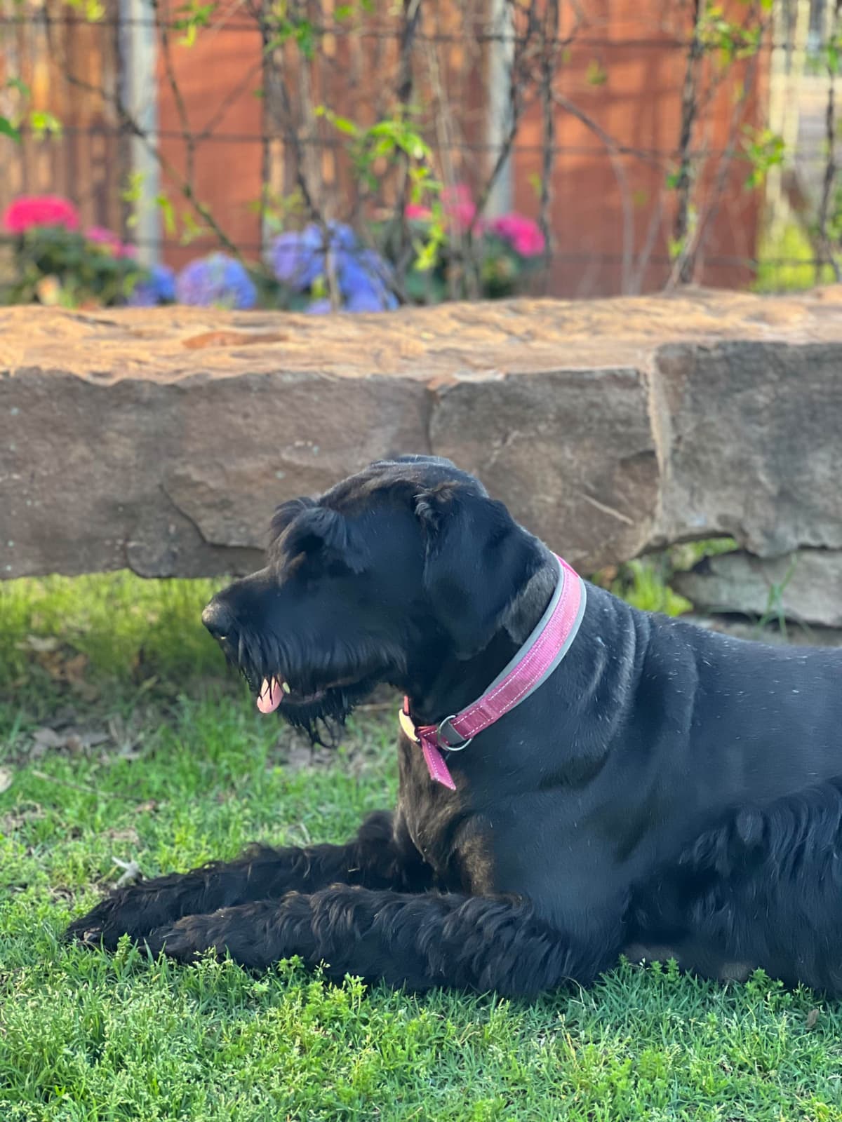 Giant Schnauzer Puppies breeder image 15