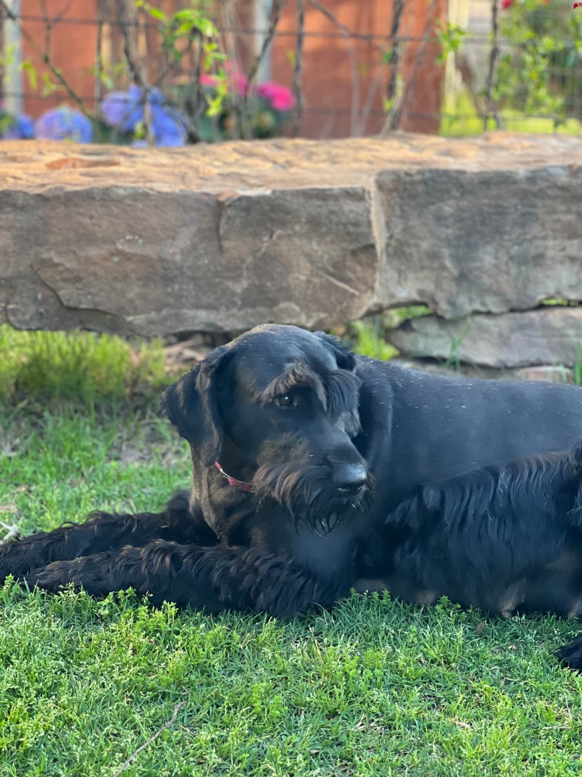 Giant Schnauzer Puppies breeder image 16