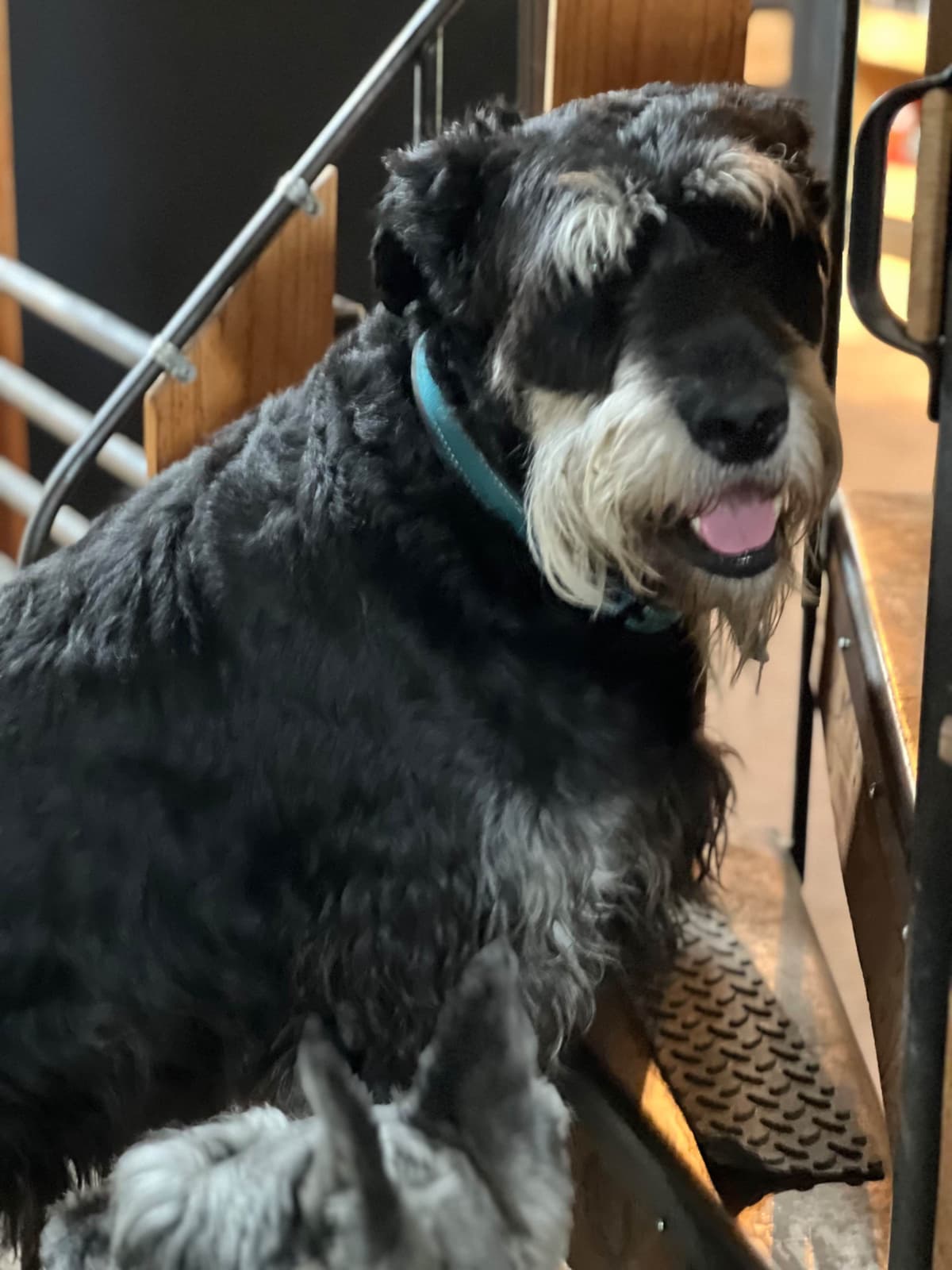 Giant Schnauzer Puppies breeder image 17