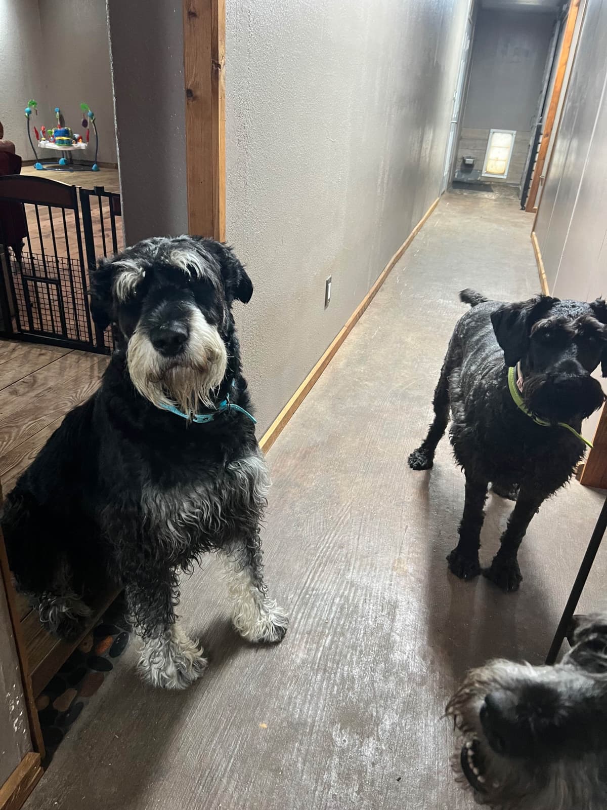 Giant Schnauzer Puppies breeder image 18