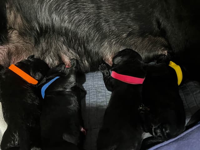 Giant Schnauzer Puppies media 2