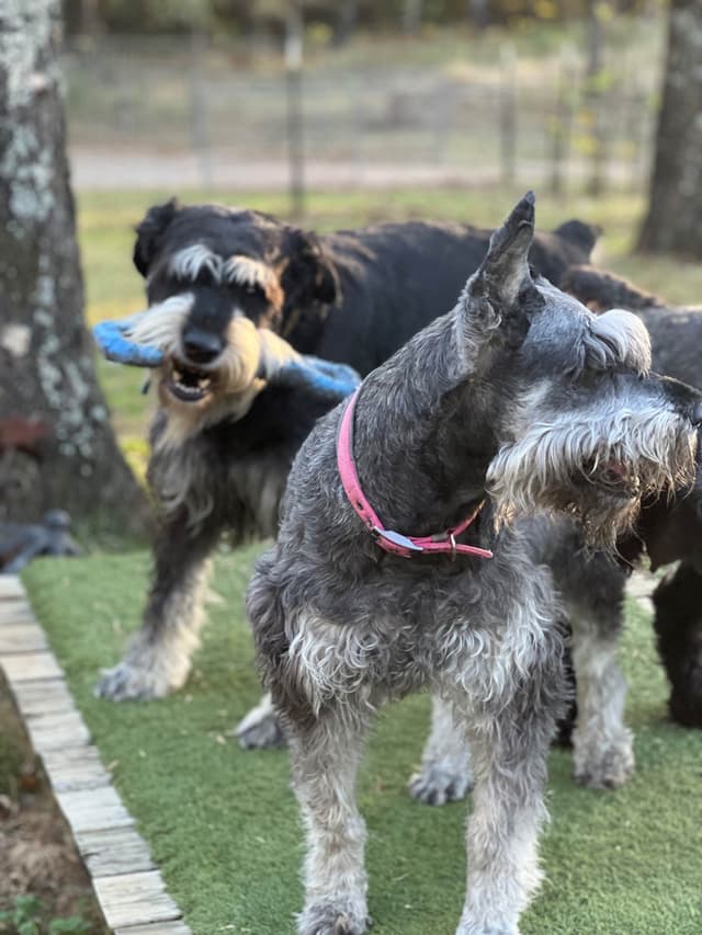 Giant Schnauzer Puppies media 3