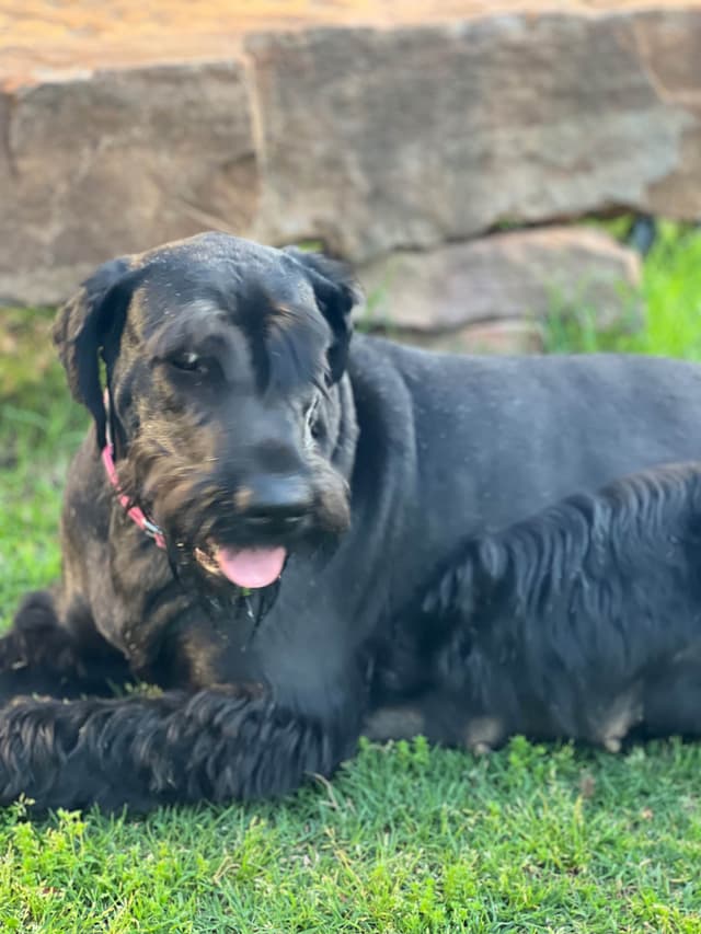 Giant Schnauzer Puppies media 4