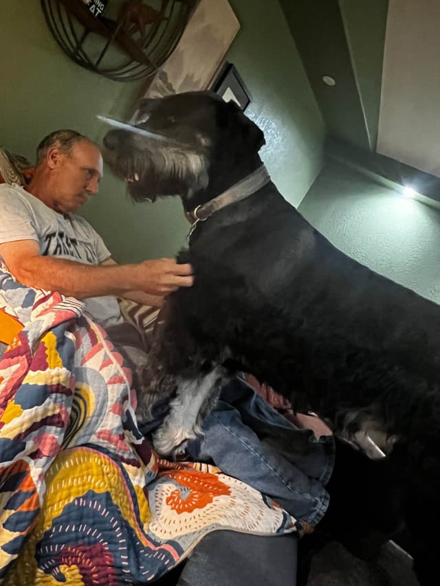 Giant Schnauzer Puppies media 5