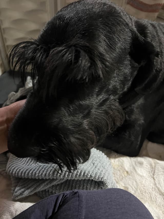 Giant Schnauzer Puppies media 6