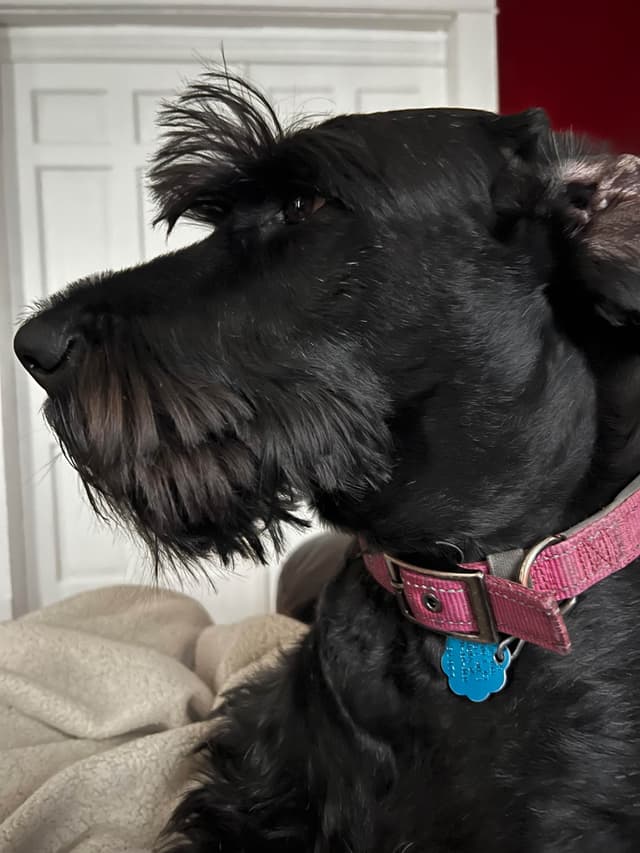 Giant Schnauzer Puppies media 7