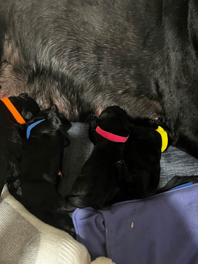 Giant Schnauzer Puppies media 9