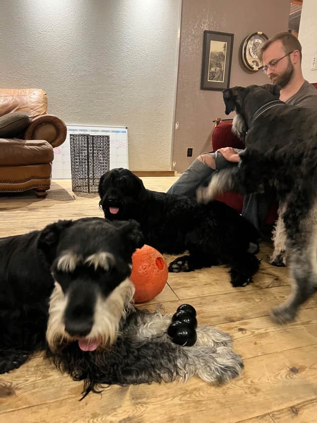 Giant Schnauzer Puppies media 10