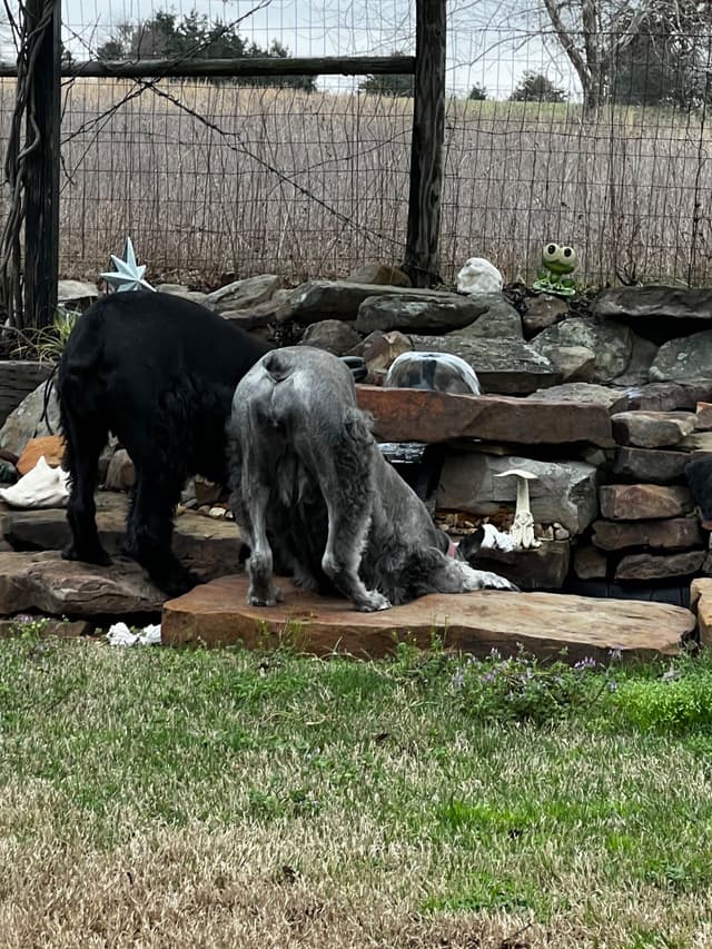 Giant Schnauzer Puppies media 11