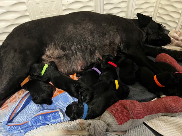 Giant Schnauzer Puppies media 12