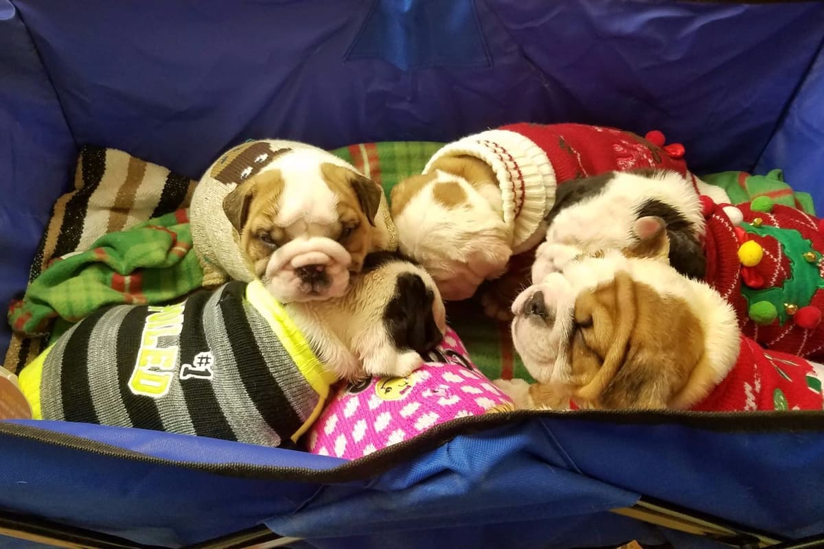 Bulldog Puppies breeder image 1