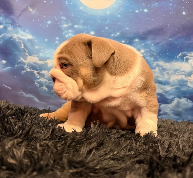 Bulldog Puppies media 2