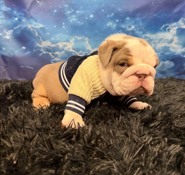 Bulldog Puppies media 3