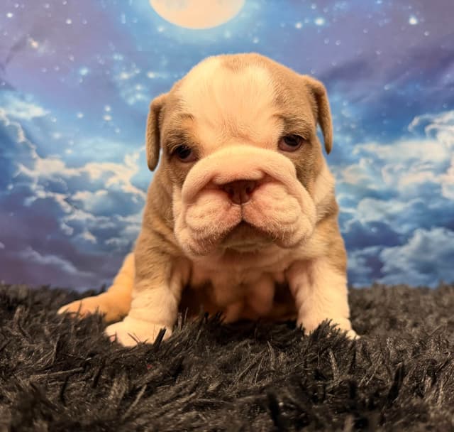 Bulldog Puppies media 5