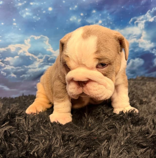 Bulldog Puppies media 6