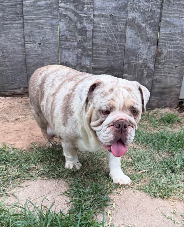 Bulldog Puppies media 7