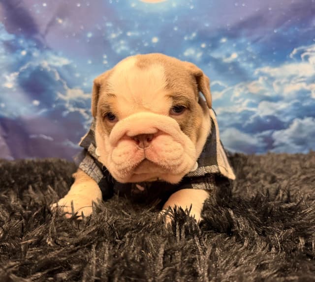 Bulldog Puppies media 9