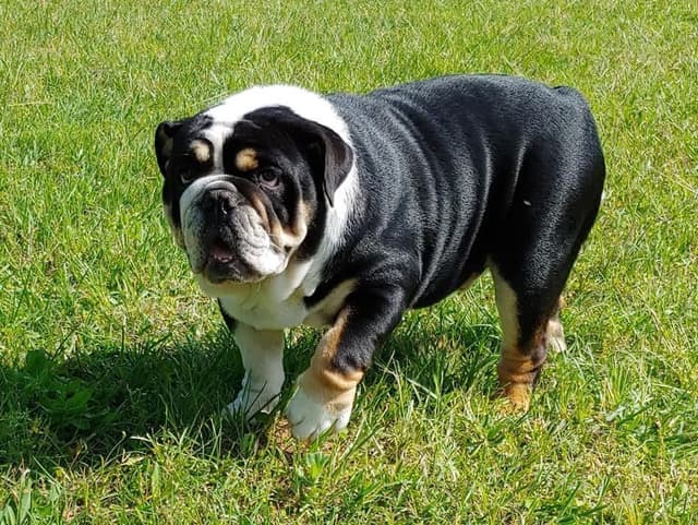 Bulldog Puppies media 8
