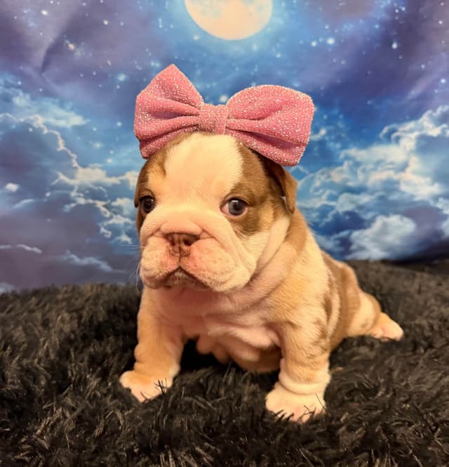 Bulldog Puppies media 11