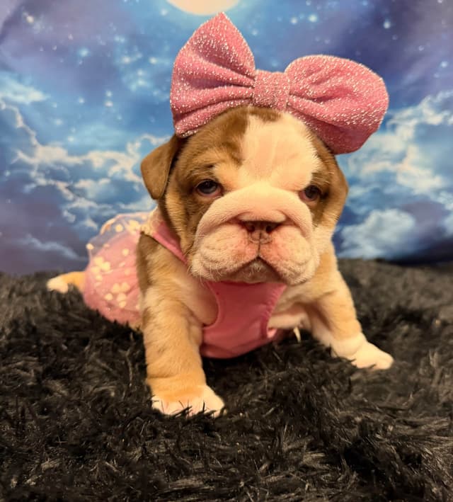 Bulldog Puppies media 12