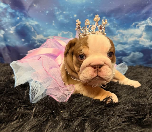 Bulldog Puppies media 13