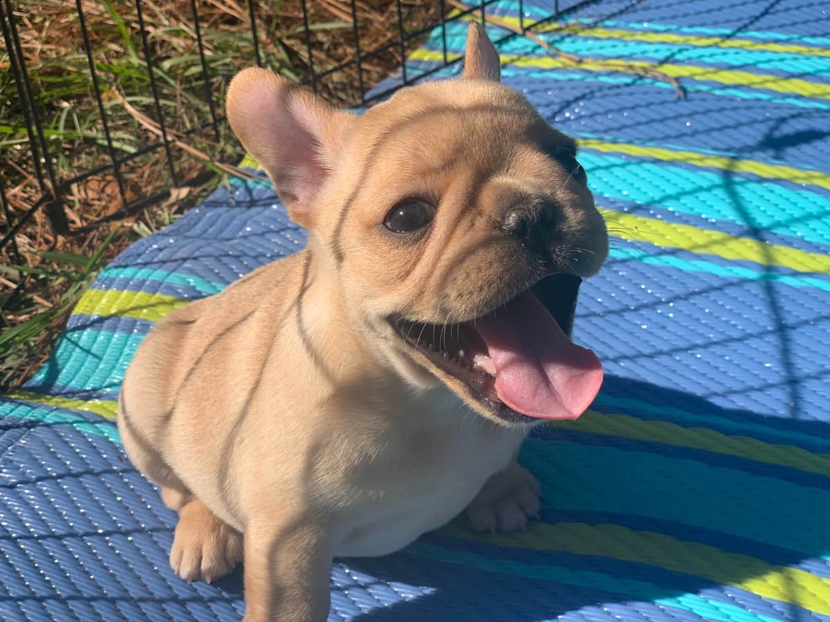 French Bulldog Puppies breeder image 3