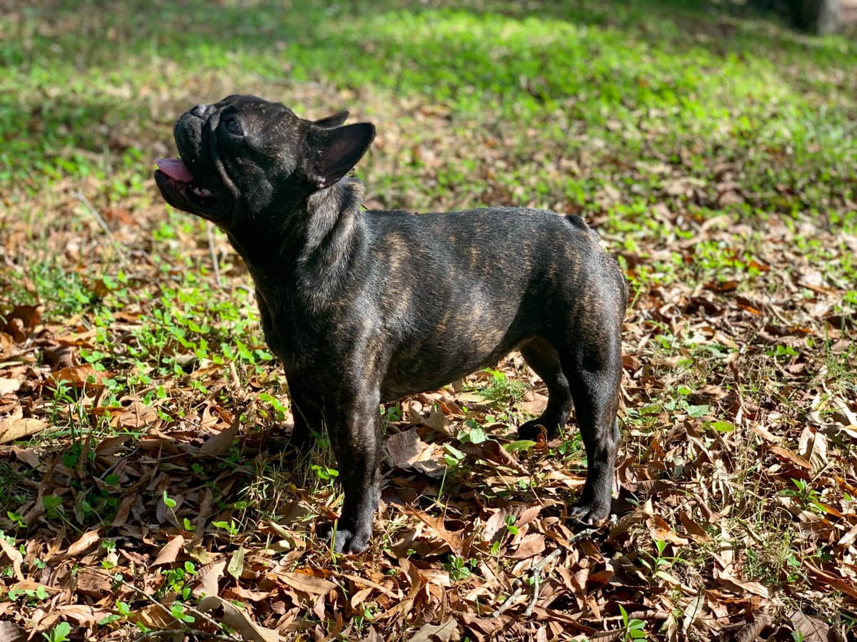 French Bulldog Puppies breeder image 7