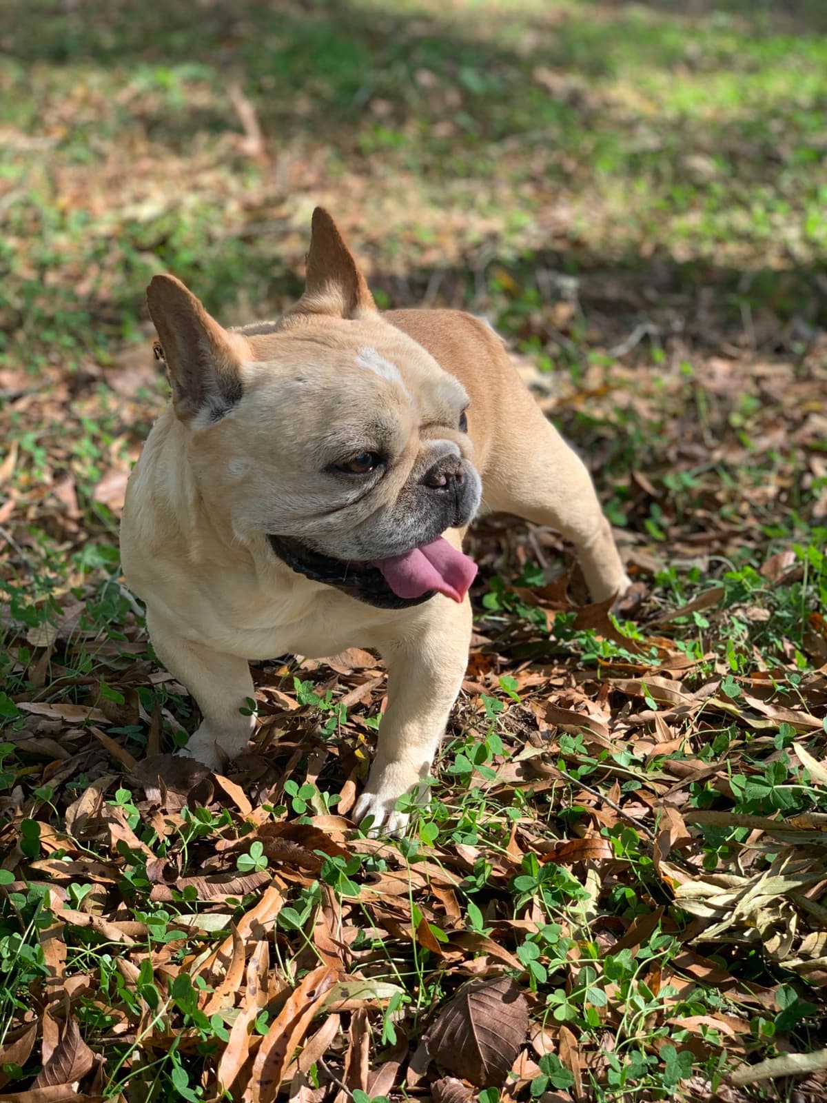 French Bulldog Puppies breeder image 6