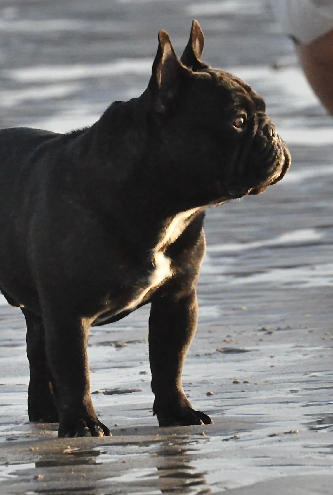 French Bulldog Puppies breeder image 8