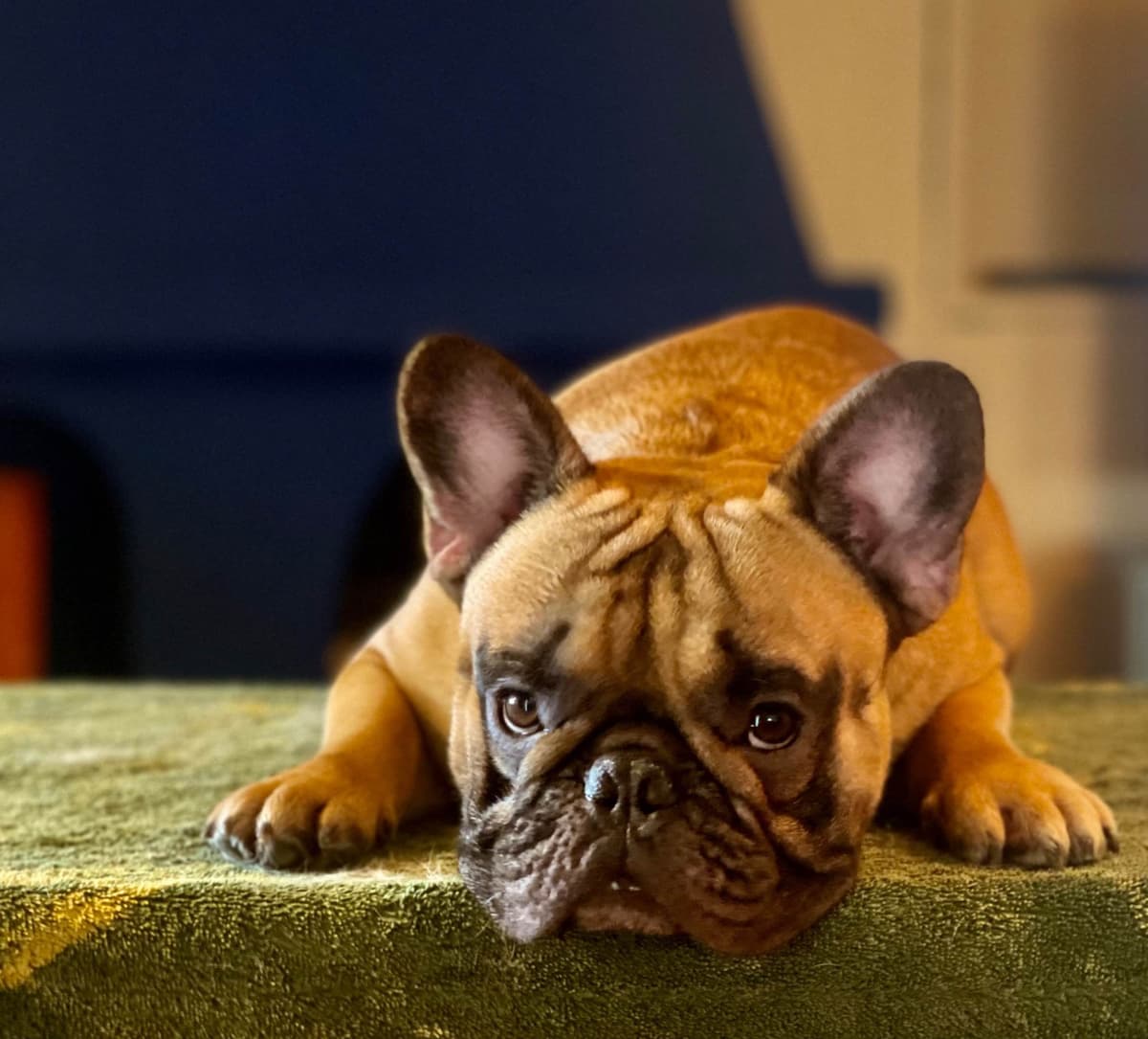 French Bulldog Puppies breeder image 9