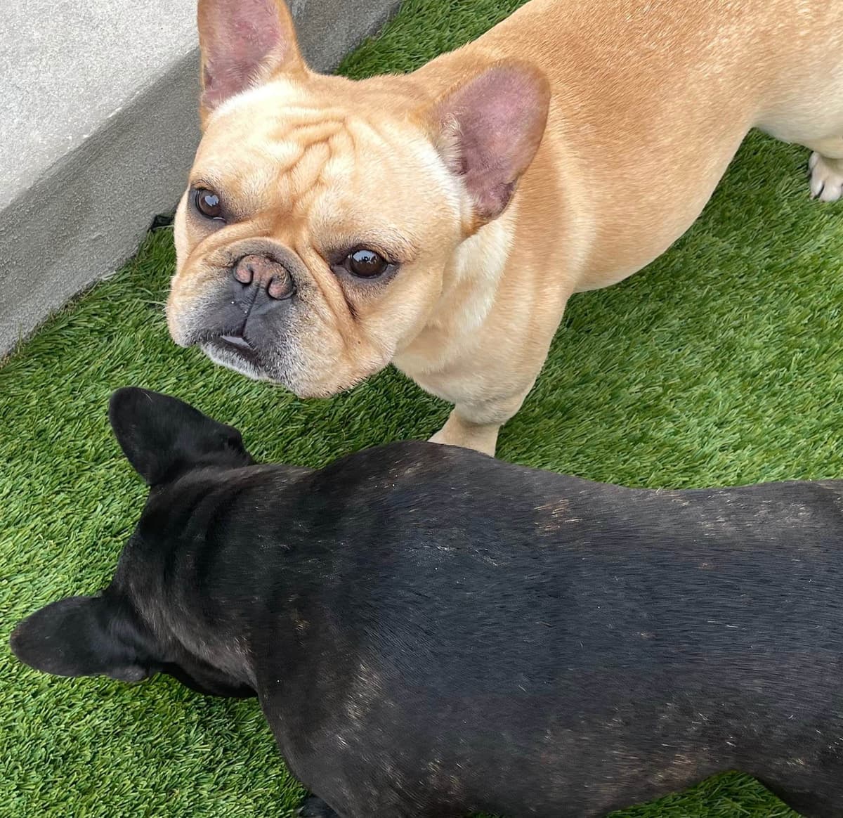 French Bulldog Puppies breeder image 15