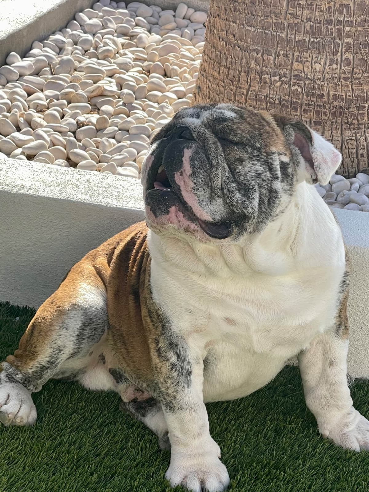 French Bulldog Puppies breeder image 18
