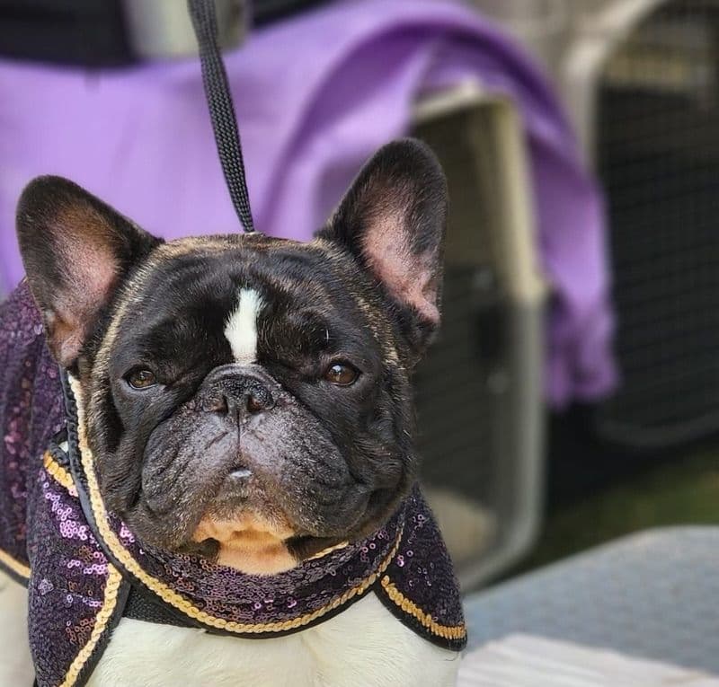 French Bulldog Puppies breeder image 20