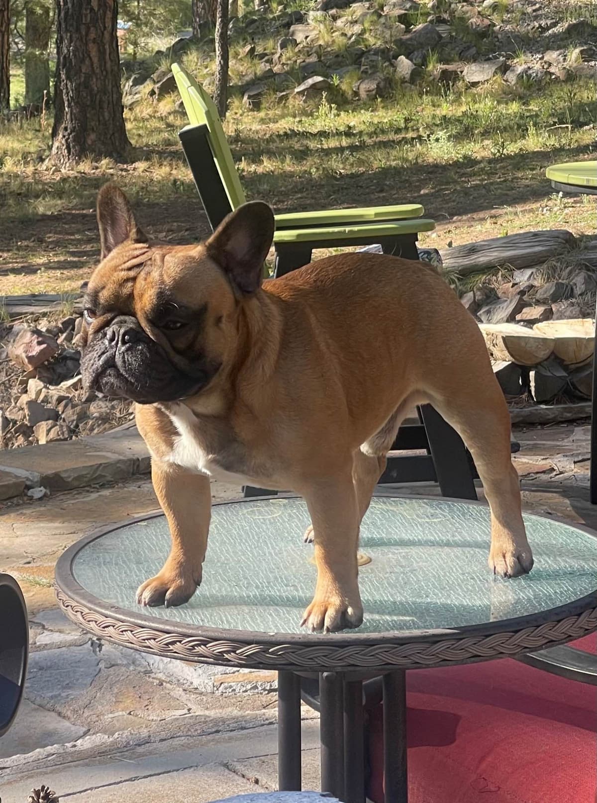 French Bulldog Puppies breeder image 21