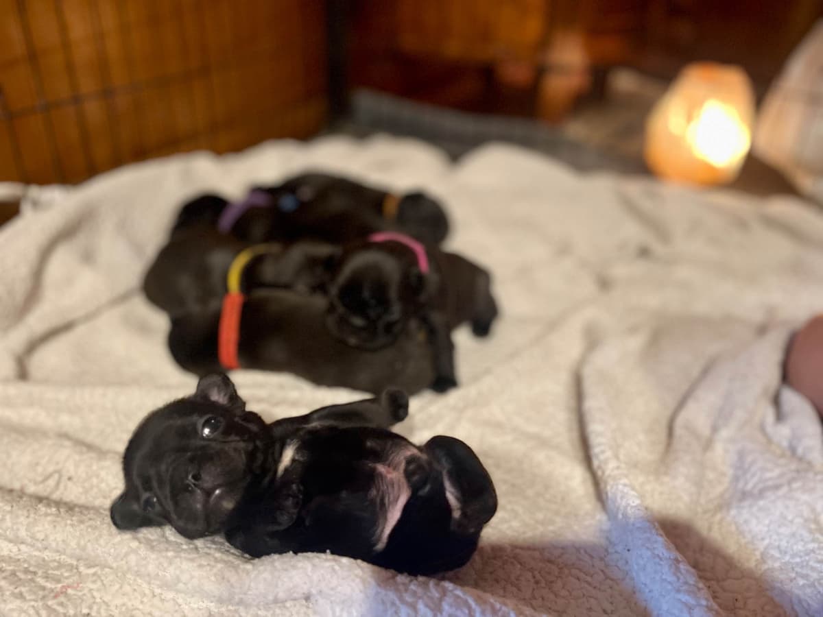 French Bulldog Puppies breeder image 23