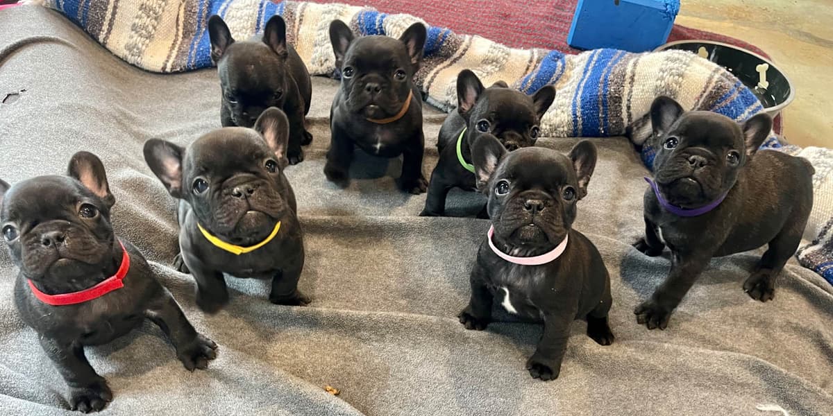 French Bulldog Puppies breeder image 25