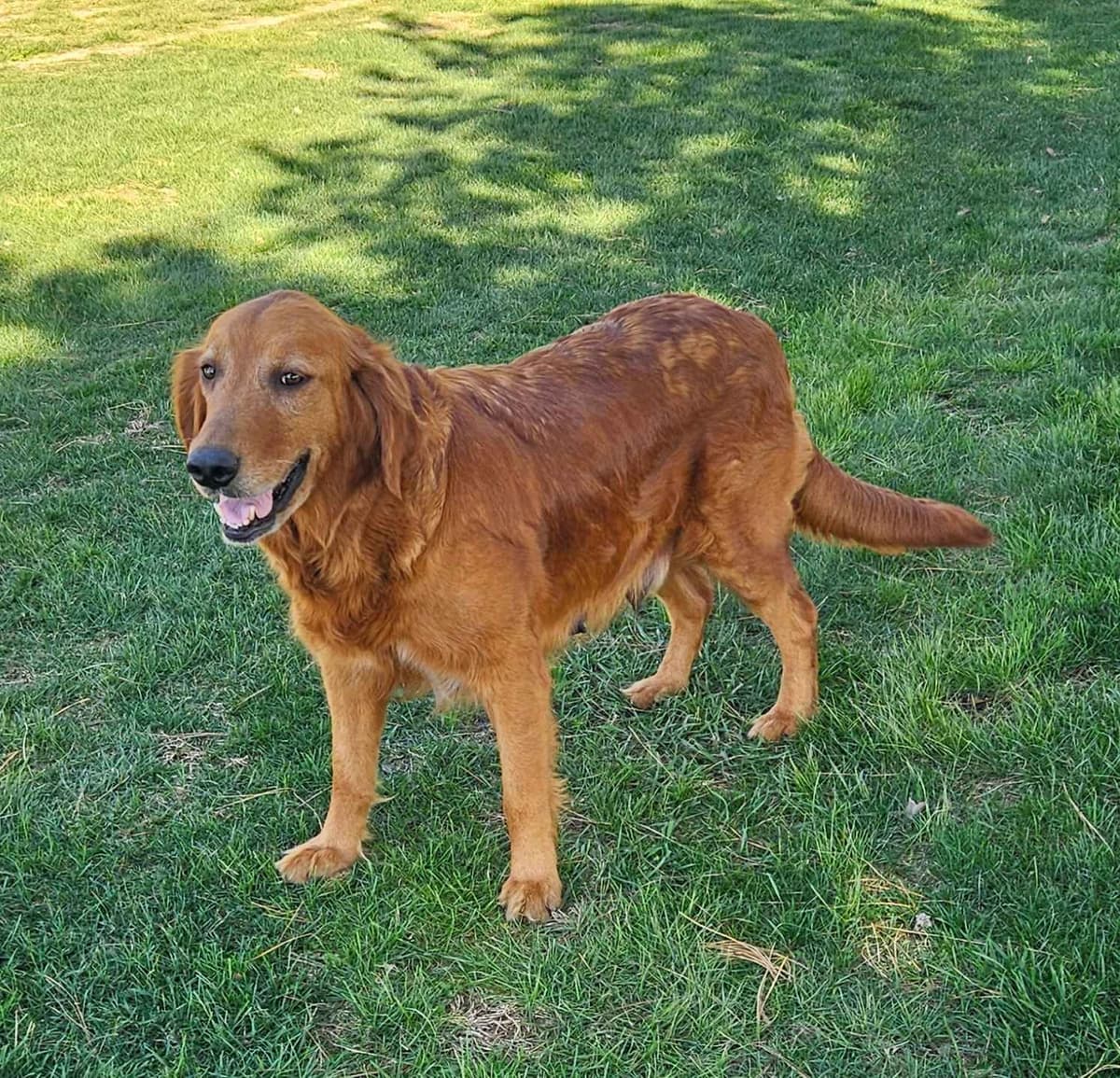 Golden Retriever Puppies breeder image 5