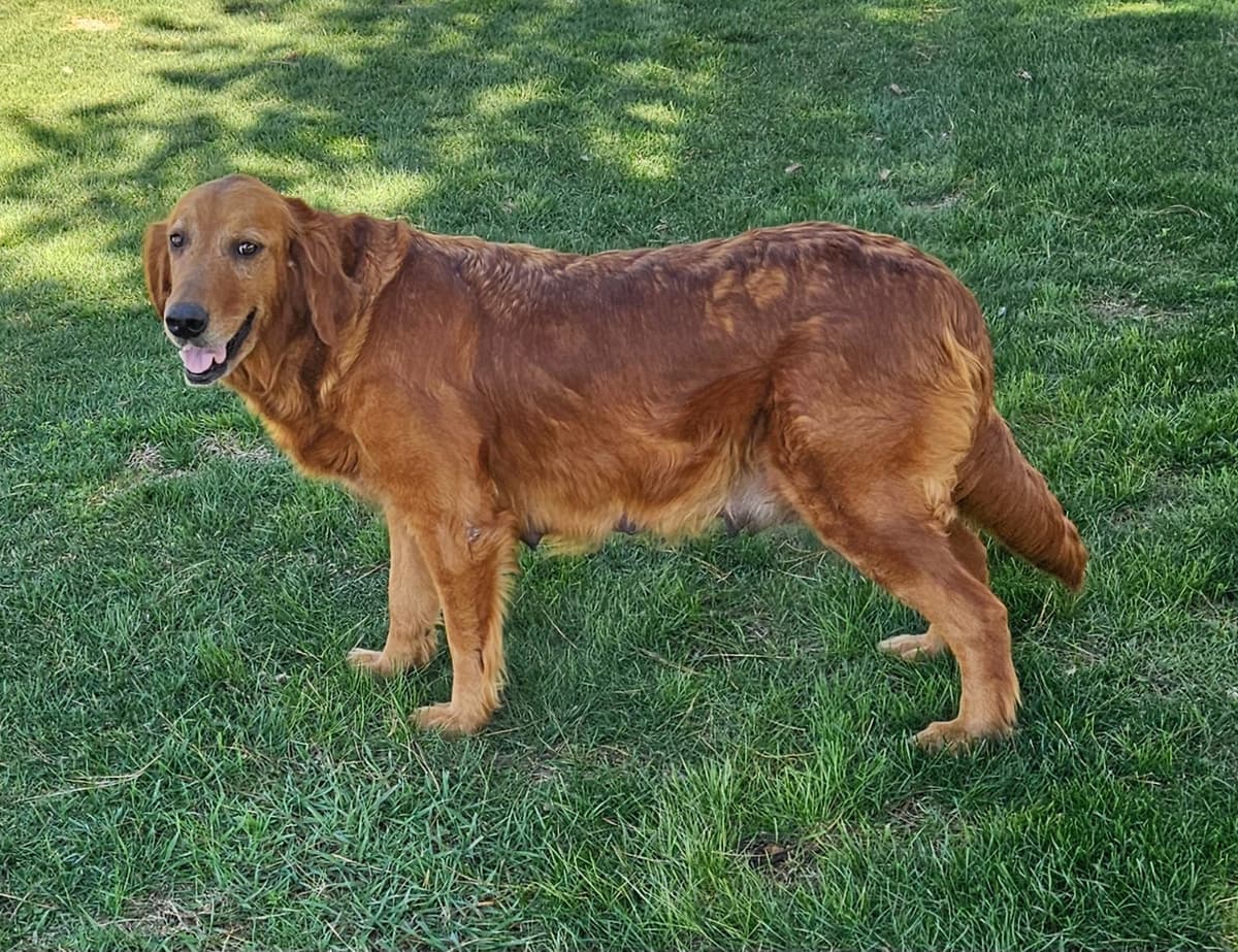 Golden Retriever Puppies breeder image 6