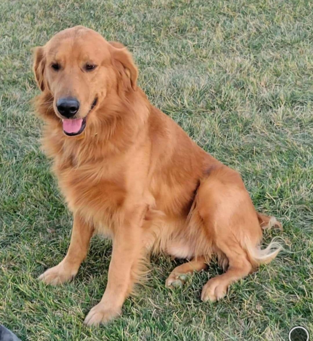 Golden Retriever Puppies breeder image 7