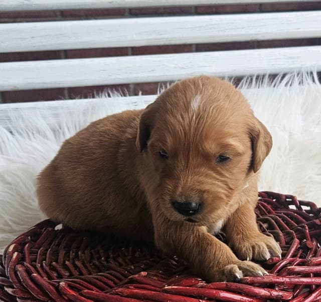 Golden Retriever Puppies media 2