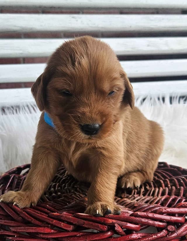 Golden Retriever Puppies media 3