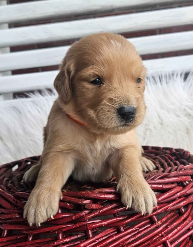 Golden Retriever Puppies media 4