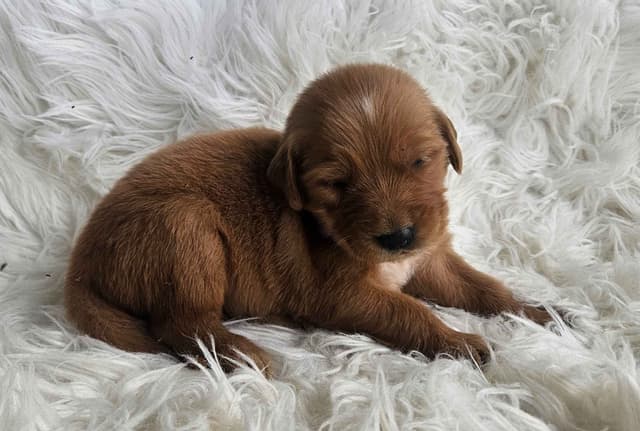 Golden Retriever Puppies media 5