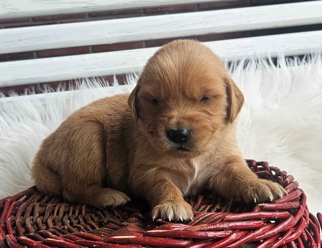 Golden Retriever Puppies media 6