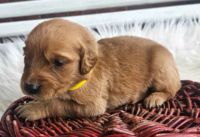 Golden Retriever Puppies media 7