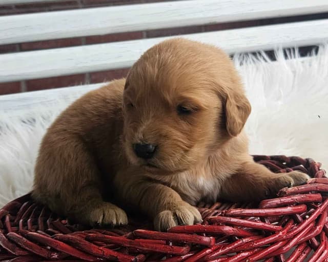 Golden Retriever Puppies media 8