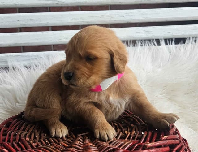 Golden Retriever Puppies media 9